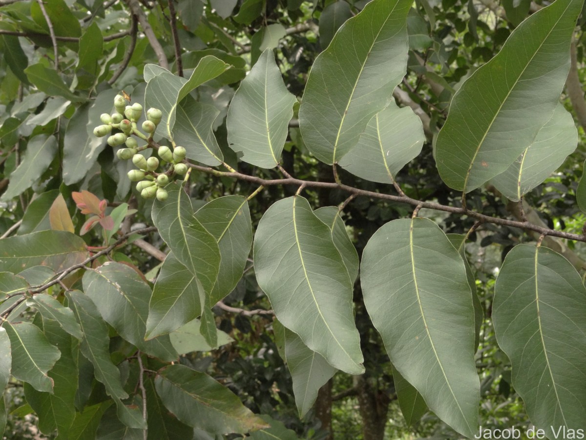 Eucalyptus deglupta Blume